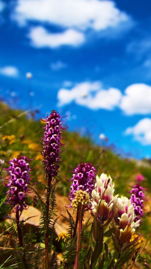 flowers-mobile_025.jpg