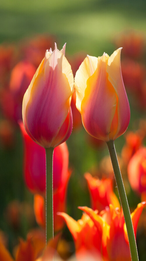 flowers-mobile_066.jpg
