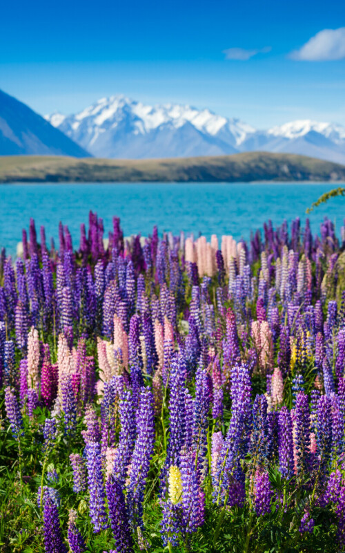 flowers-mobile_075.jpg