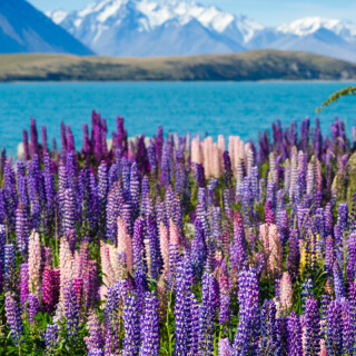 flowers-mobile_075