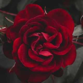 flowers-mobile_078