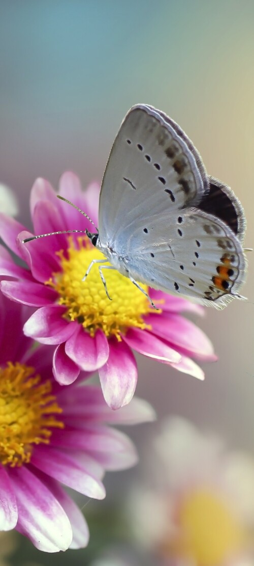 flowers-mobile_092.jpg