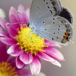 flowers-mobile_092