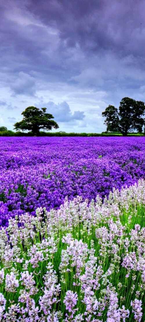 flowers-mobile_094.jpg