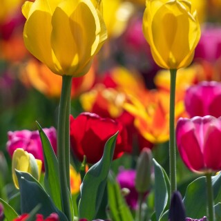 flowers-mobile_101