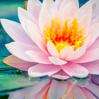 flowers-mobile_111