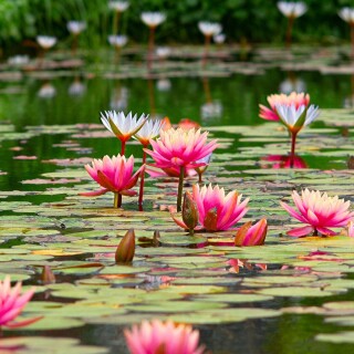 flowers-mobile_112