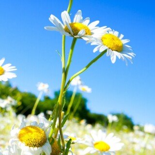 flowers-mobile_114