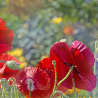 flowers-mobile_115