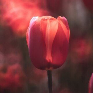 flowers-mobile_117