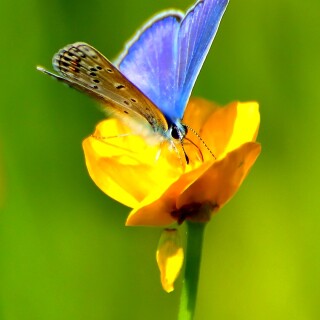 flowers-mobile_123