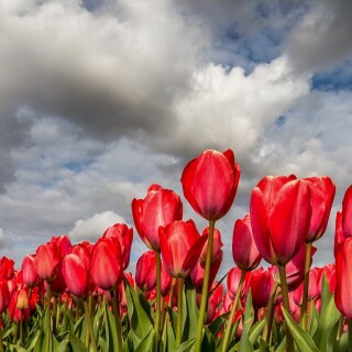 flowers-mobile_137