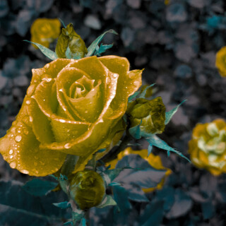 flowers-mobile_141