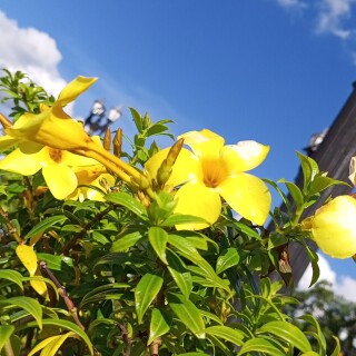 flowers-mobile_144