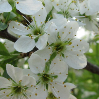 flowers-mobile_145