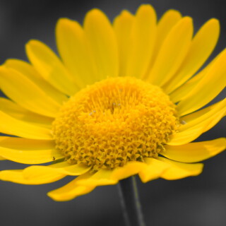 flowers-mobile_147