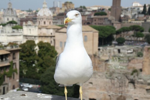 Rome_0249.jpeg