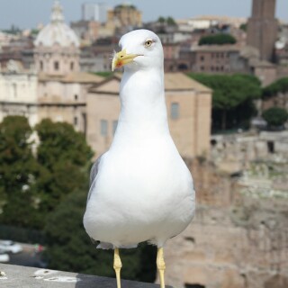 Rome_0249