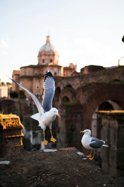 Rome_0387.jpeg