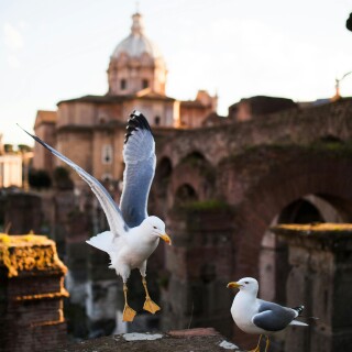 Rome_0387