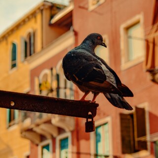 Venice_0730