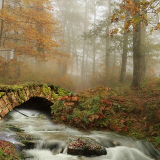 Bridge-_300