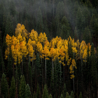Forest_527