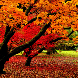 Parks_0414