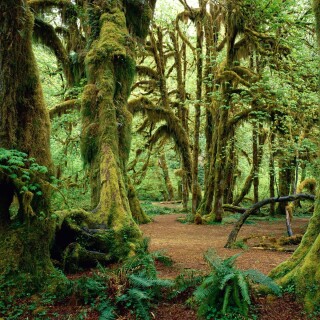 Trees_0026