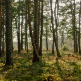 Trees_0053