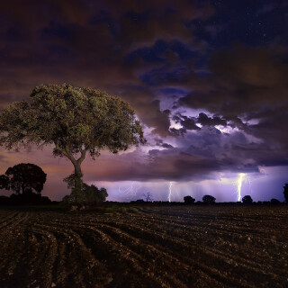 Trees_0112