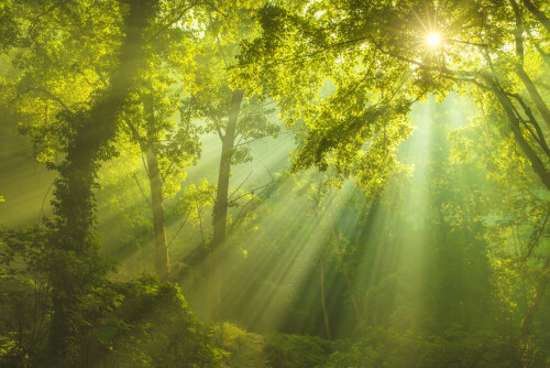 Forest_359.jpg