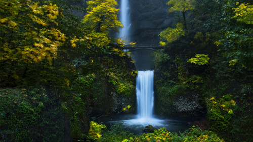 Forest_371.jpg