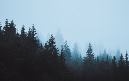 Forest 533
