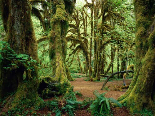Forest 560