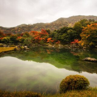 Trees_0254