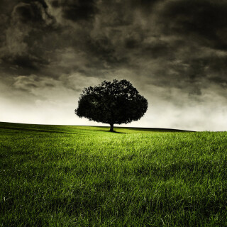 Trees_0264