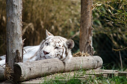 Tigers_10009.jpg