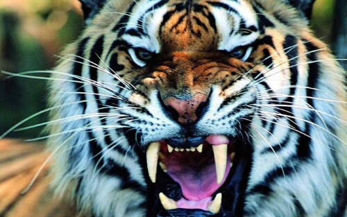 Tigers_10054.jpg