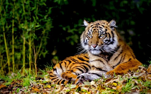 Tigers_10061.jpg