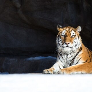 Tigers_10130