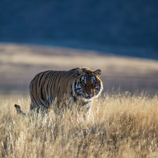 Tigers_10167