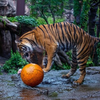 Tigers_10200
