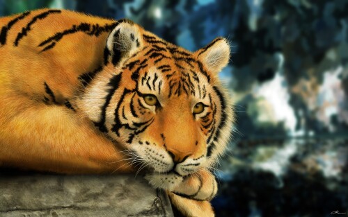 Tigers_10217.jpg