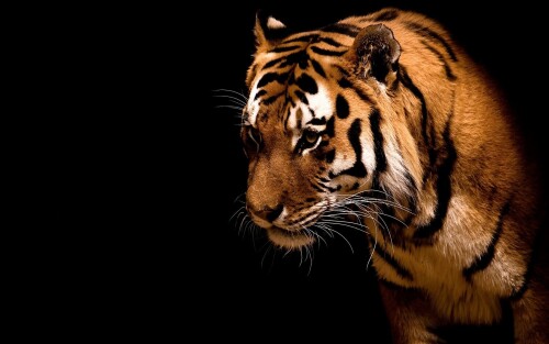 Tigers_10282.jpg