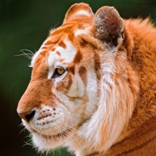 Tigers_10347