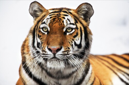 Tigers_10481.jpg