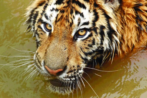 Tigers_10525.jpg