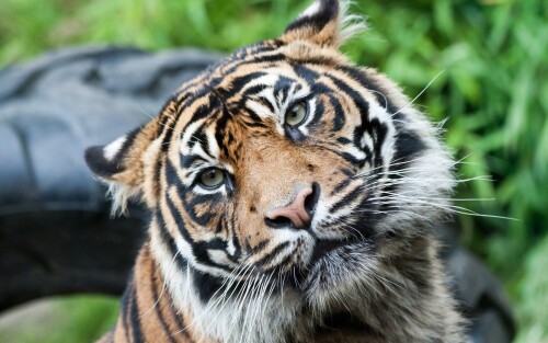 Tigers_10526.jpg