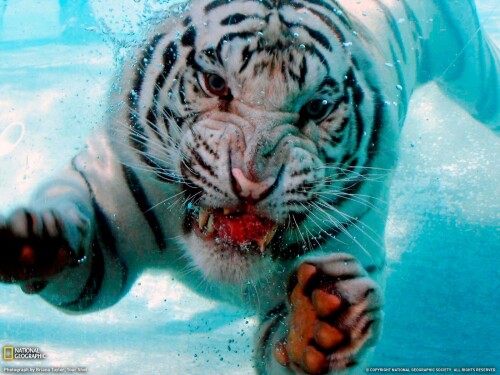 Tigers_10545.jpg